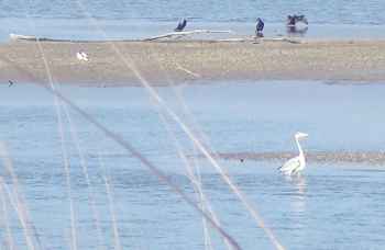 faunes des cabanes des p&ecirc;cheurs de Canet en Roussillon