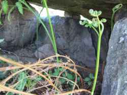 dolmen la caseta à batère