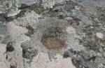 cupule du dolmen de les morelles à Espolla