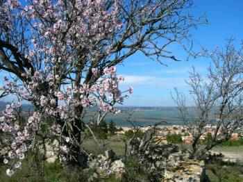 cerisier de leucate