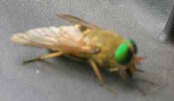 mouche verte