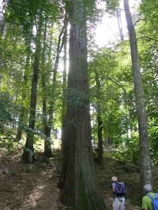 sequoia rouge