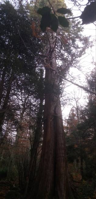 sequoia