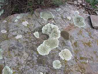 cupule.jpg