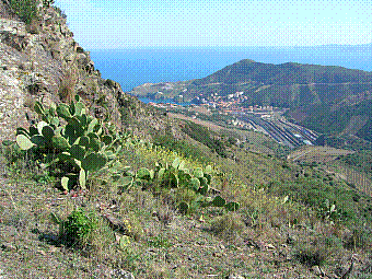 Cerbre.jpg