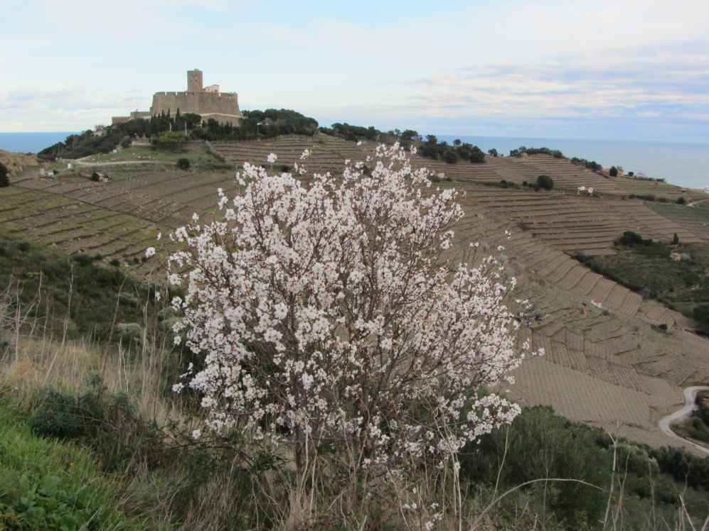 fort st elme