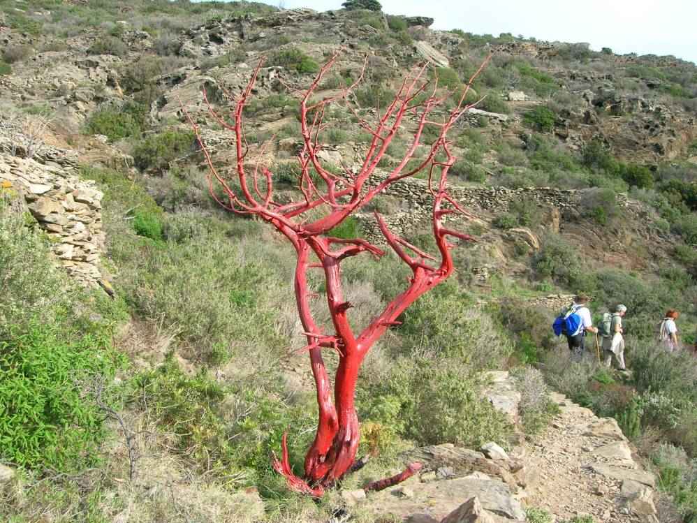 arbre endmique