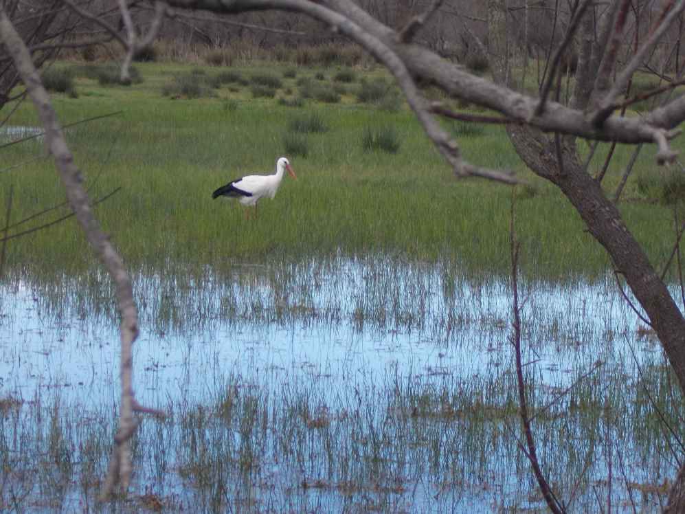 cigogne dans la baie de Rosas sur la costa brava