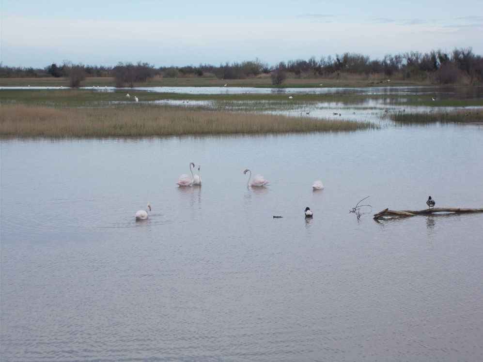 flament rose