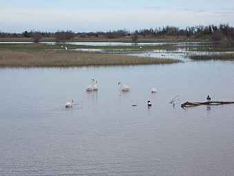 flament rose.jpg