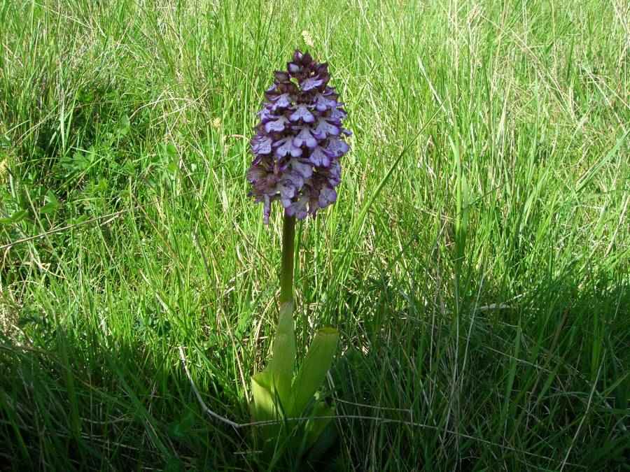 fleur