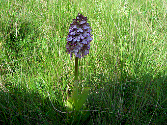 fleur.jpg