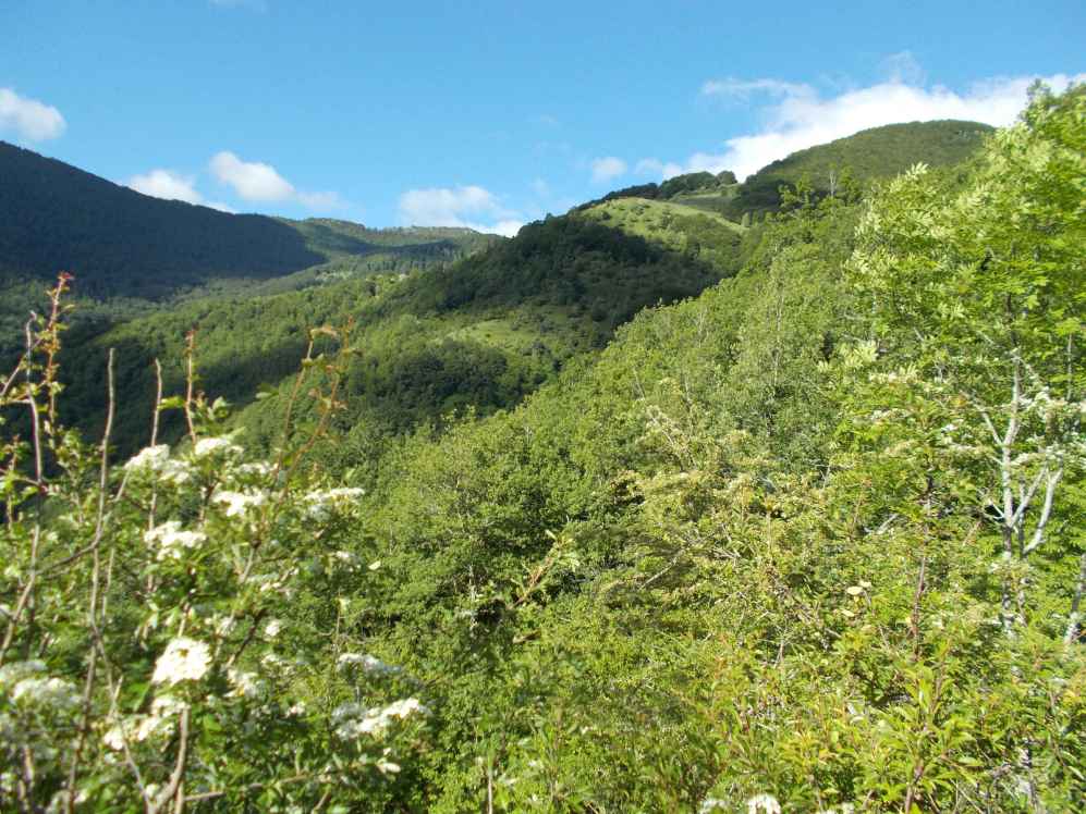 bois des fages