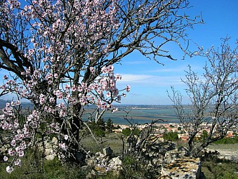 étang de la Palme.jpg