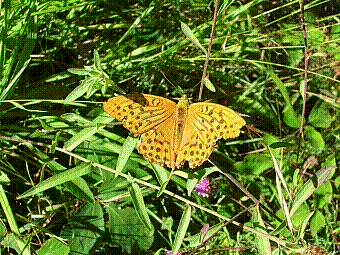 papillon.jpg