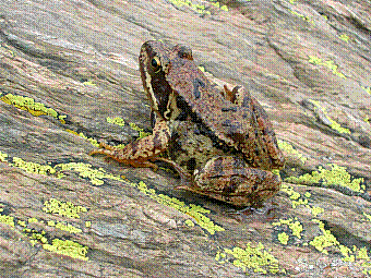 habitant des camporells.jpg