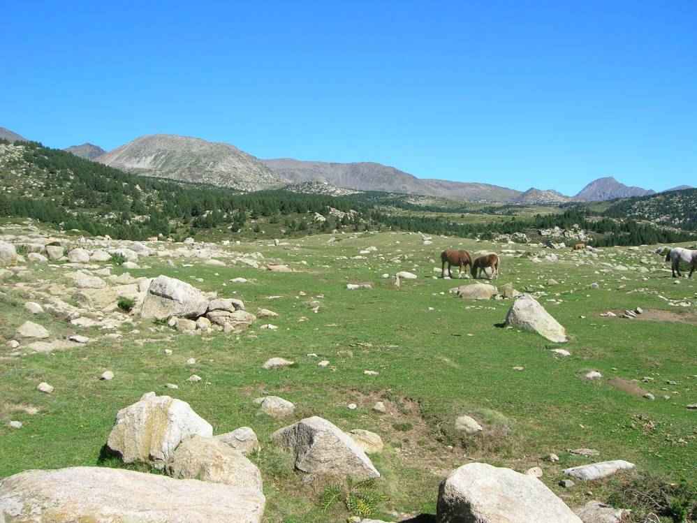 pleta dels llops