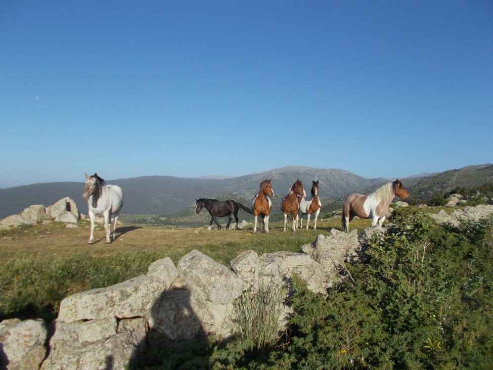 chevaux au Els Plans