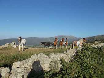 chevaux au Els Plans