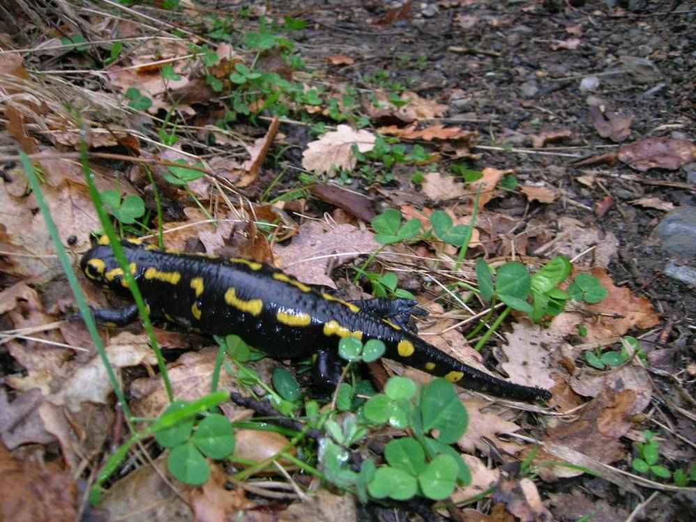 salamandre