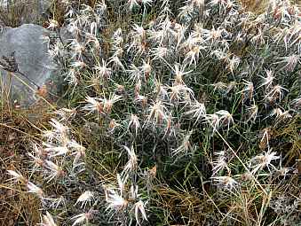 fleurs de garrigue.jpg