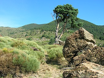 cortal Llabanre.jpg