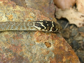 serpent.jpg