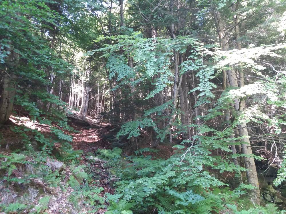 foret de la serradera.jpg