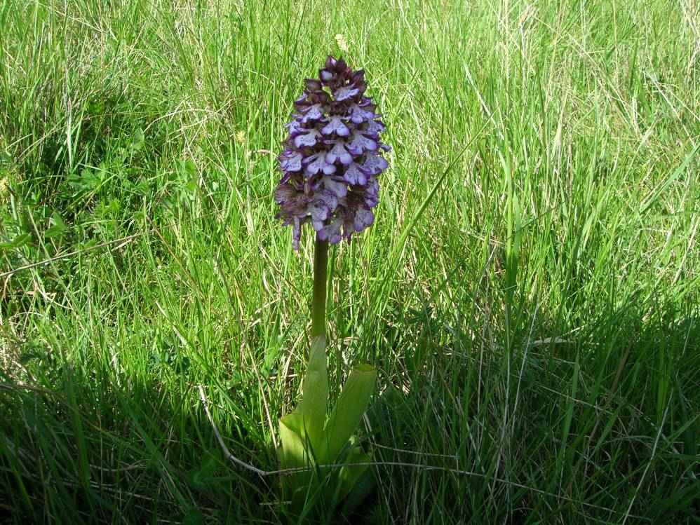 fleur