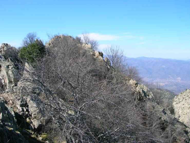 roc jocavell