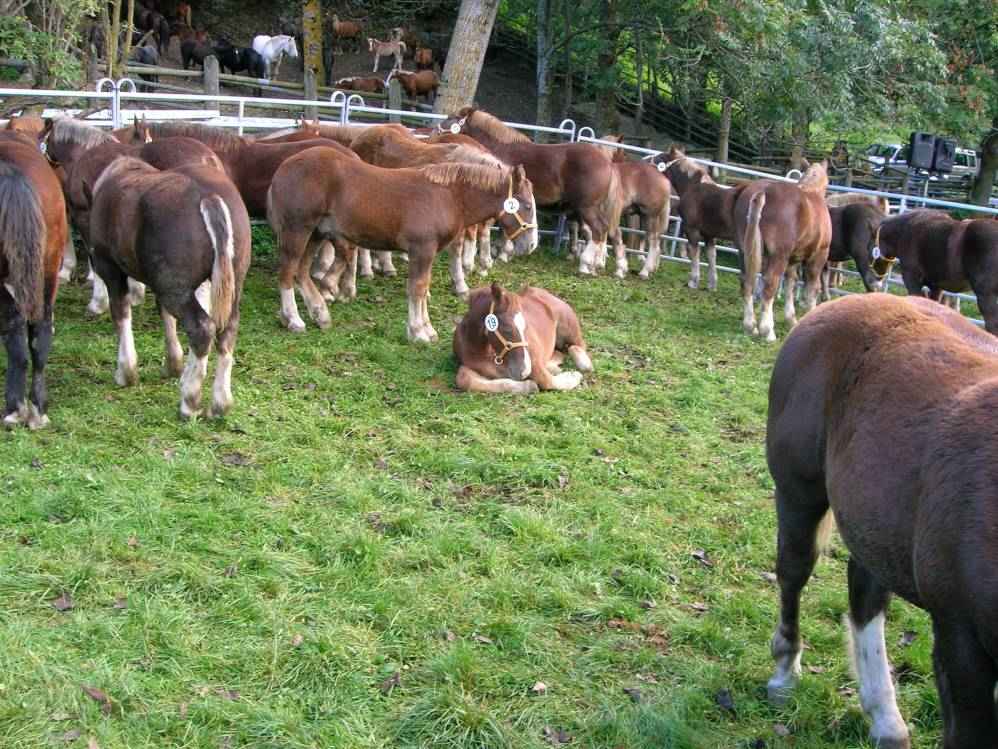 march des chevaux
