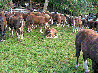 march des chevaux.jpg