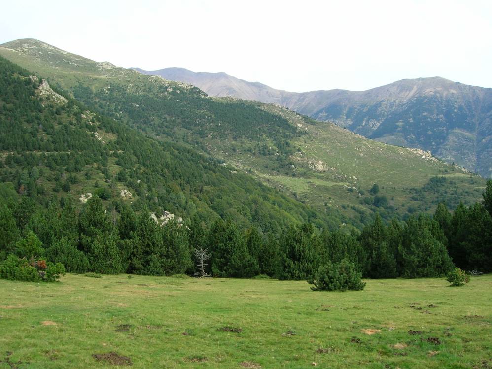 pic gallinasse