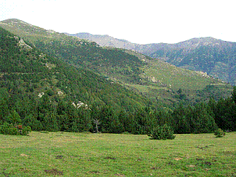 pic gallinasse.jpg