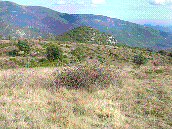 puig Escatiro.jpg