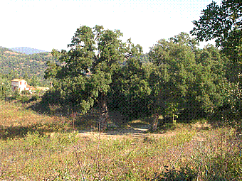 arbre remarquable.jpg