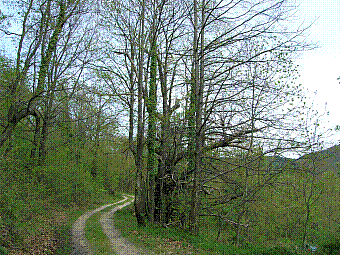 chataigner.jpg