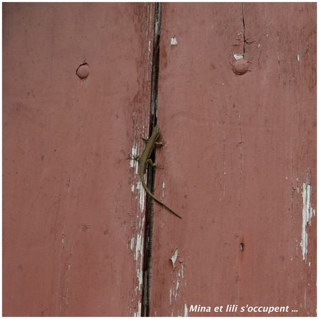 2011_07_29_St_Laurent_de_Cerdan3